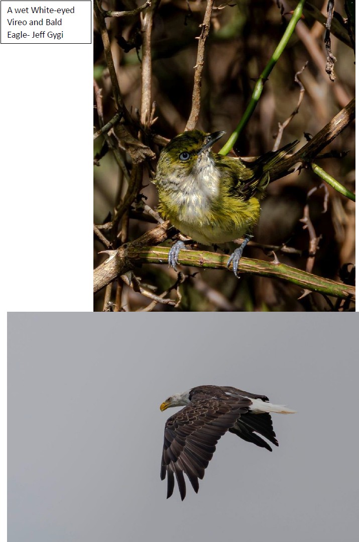 White-Eyed Vireo and Bald Eagle