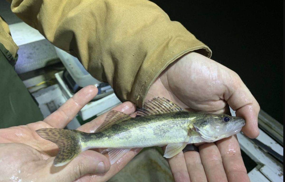 IDNR spring 2019 stocked in fall 2019