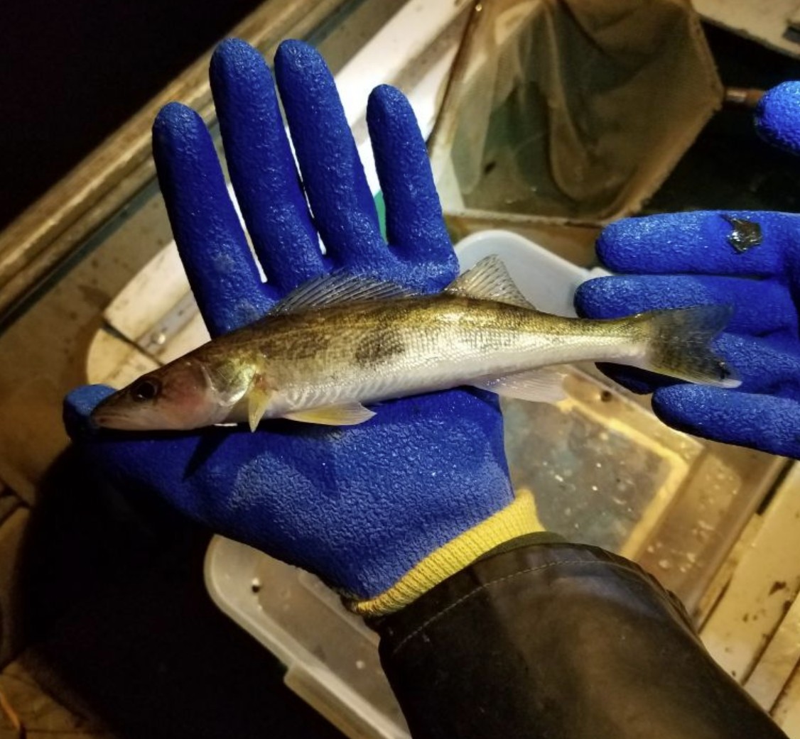 Saugeye Size October 16, 2018